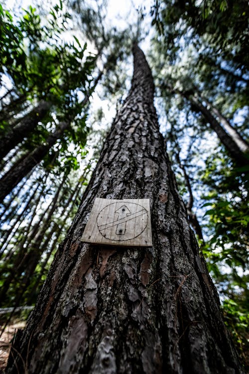 Základová fotografie zdarma na téma borovice, dřevěný, kmen