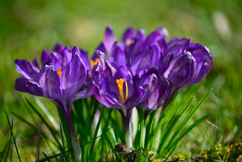 Violette Krokusse in ihrer Natur