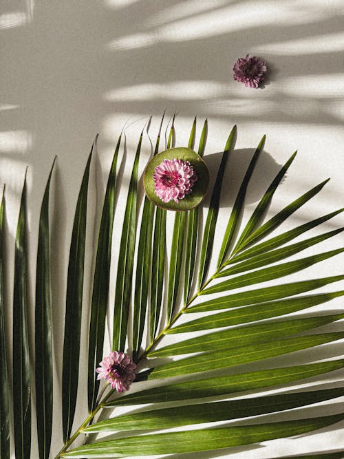 Free Palm leaves and pink flowers on a white background Stock Photo