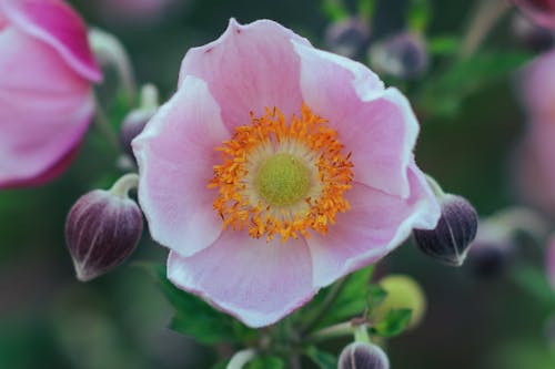 Anemone flower with yellow center and pink petals