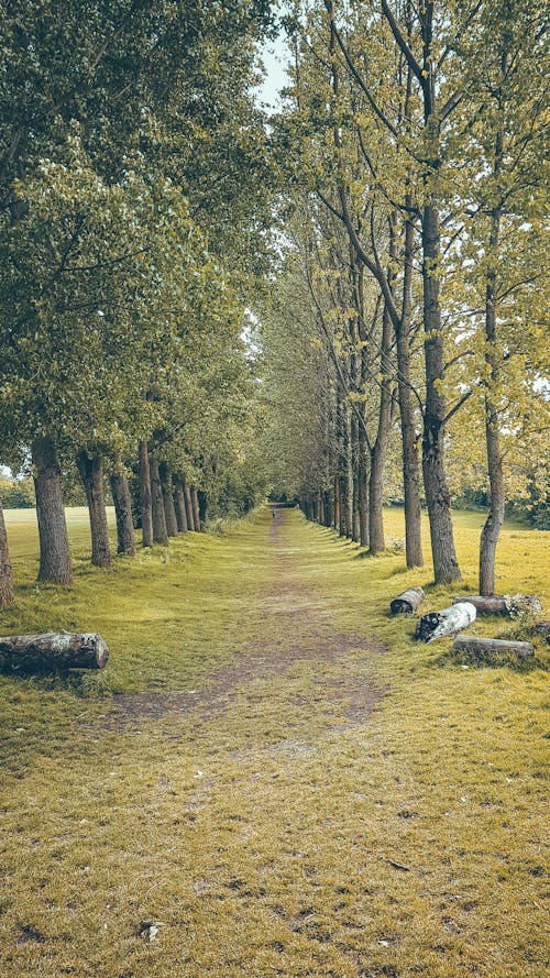 Kostenloses Stock Foto zu bäume, fluchtpunktperspektive, fußweg