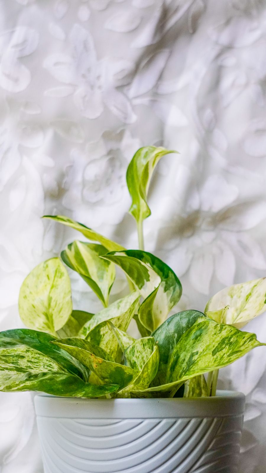 Marbled pothos with cream-edged leaves in a pale ceramic pot, photo by Koushalya Karthikeyan on Pexels