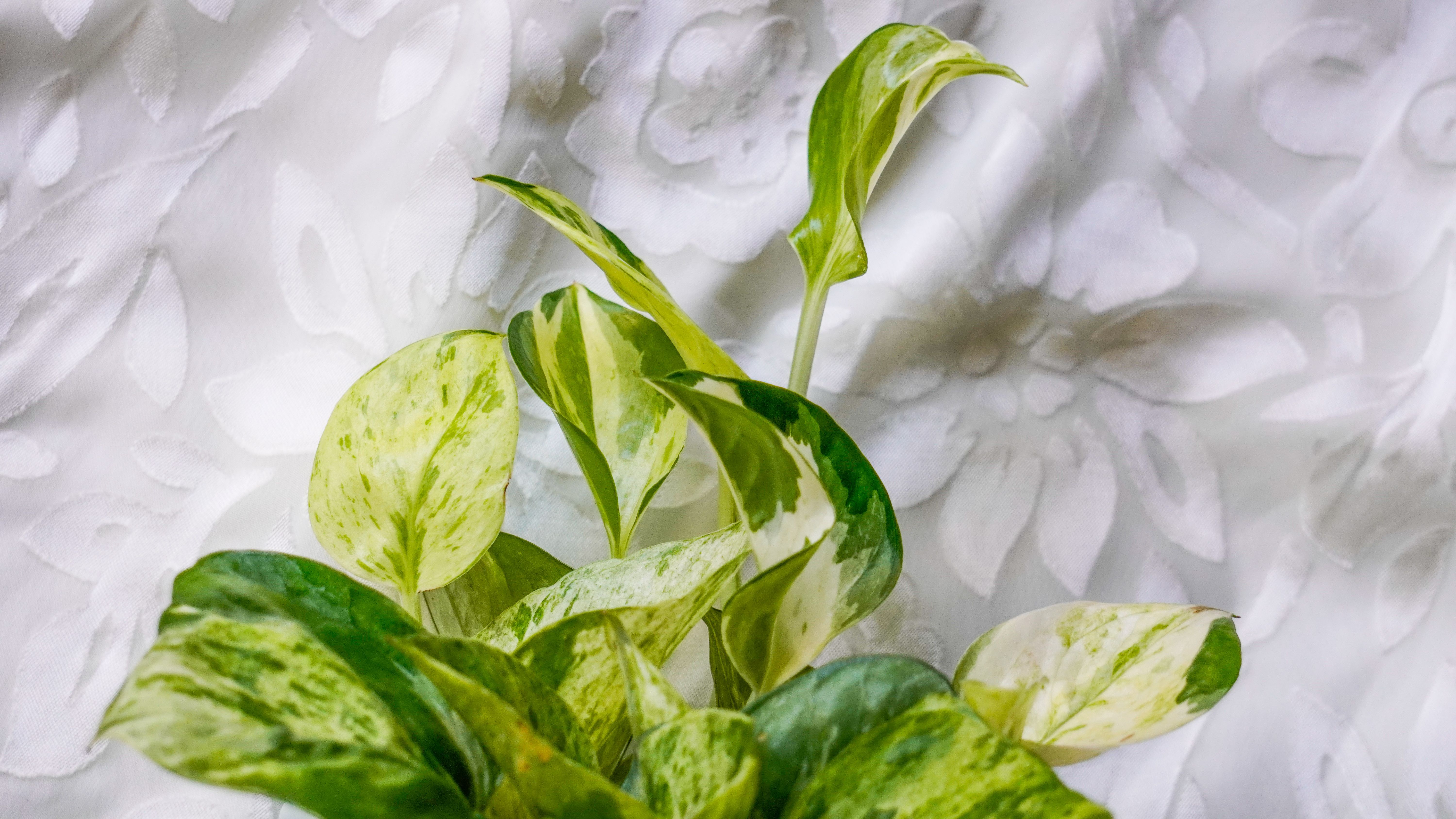 Epipremnum aureum Marble Queen