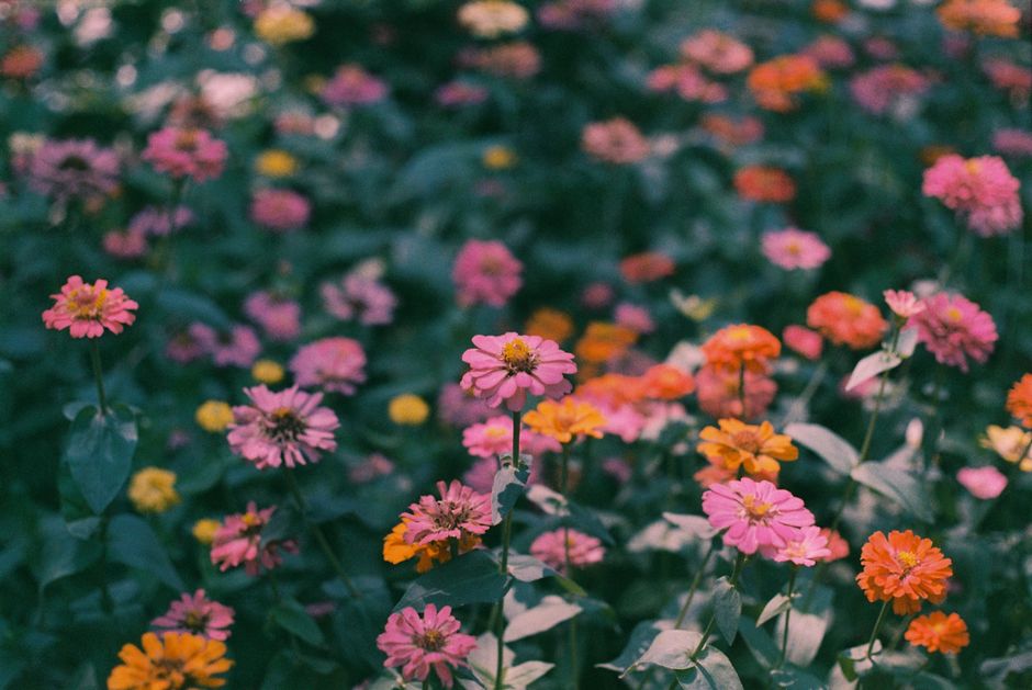 Vibrant zinnias in full bloom, showcasing purple, pink, and orange hues in a spring garden.