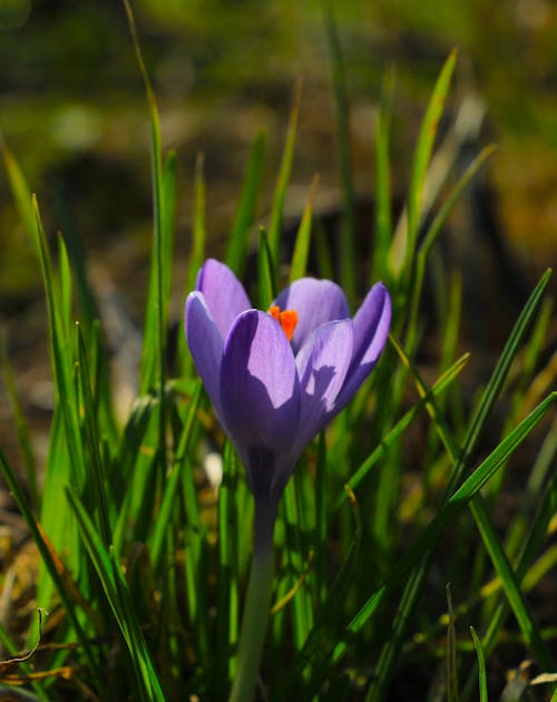 bahar, bitki, çiçeklenmek içeren Ücretsiz stok fotoğraf