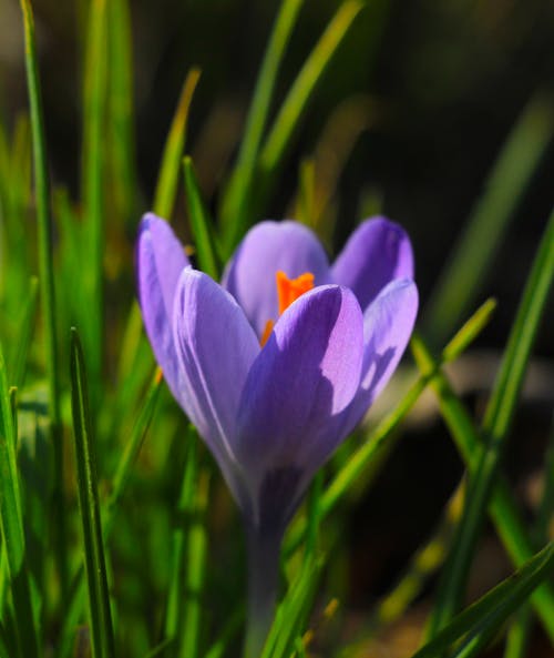 A single purple crocus flower in the grass