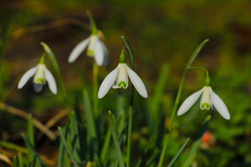 Three snowdrops are growing in the grass