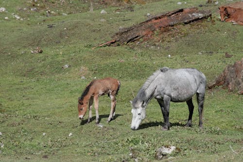 Foto d'estoc gratuïta de cavalls, fotografia d'animals, herba