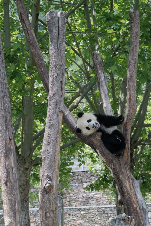 Fotobanka s bezplatnými fotkami na tému cicavec, panda, park