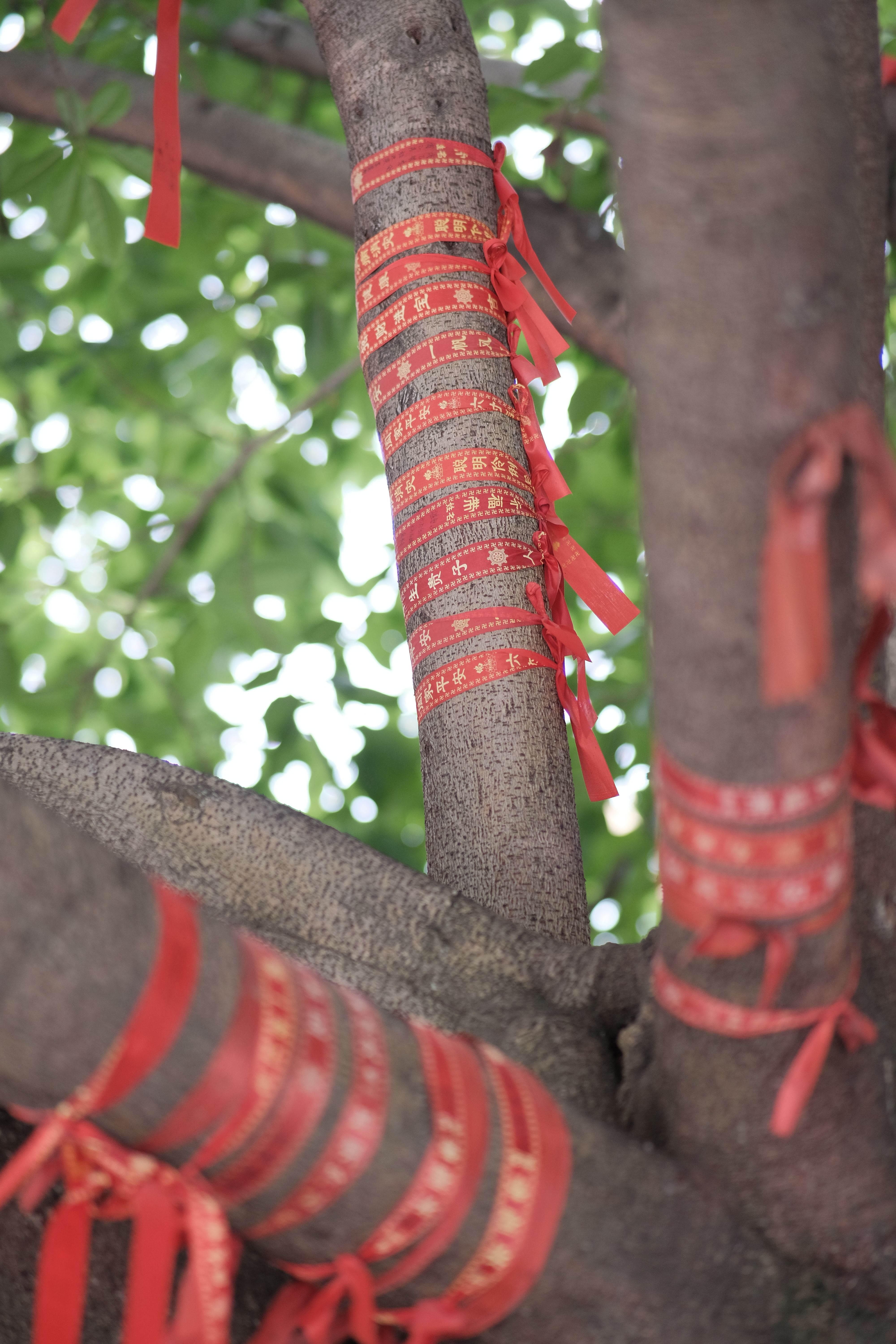 Red Ribbons Tied to Tree Branches · Free Stock Photo