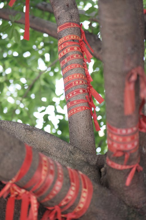 Red ribbons tied to a tree with red ribbons