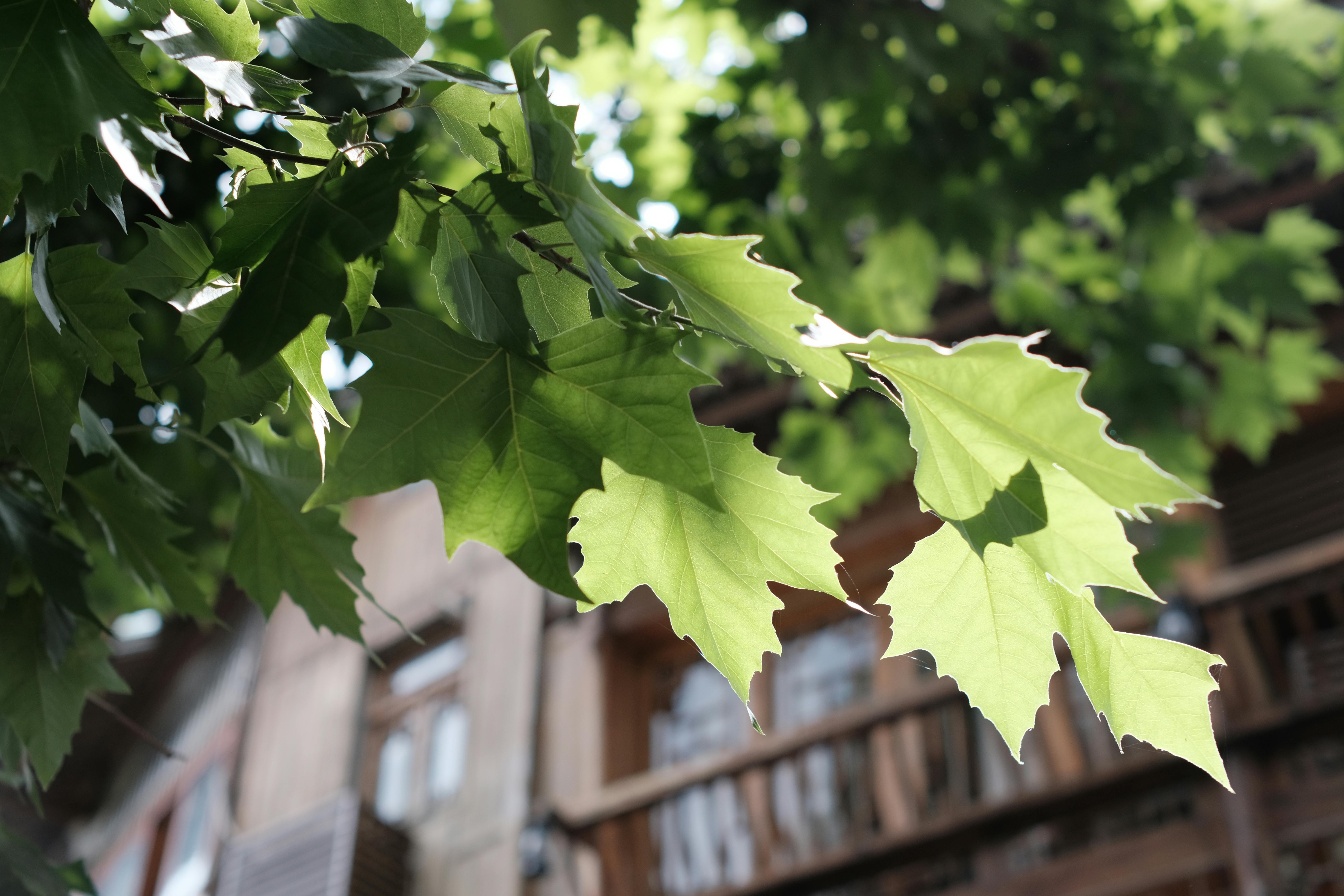 Eco-Friendly Living Tips for Urban Dwellers