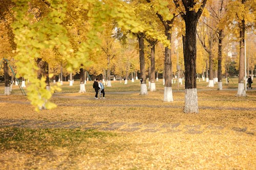 A person walking through a park with yellow leaves