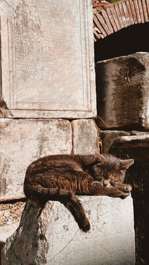 Darmowe zdjęcie z galerii z fotografia zwierzęcia, kot, mur