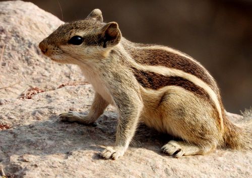 Free Adorable striped squirrel sitting on rocky terrain in natural sunlight. Stock Photo