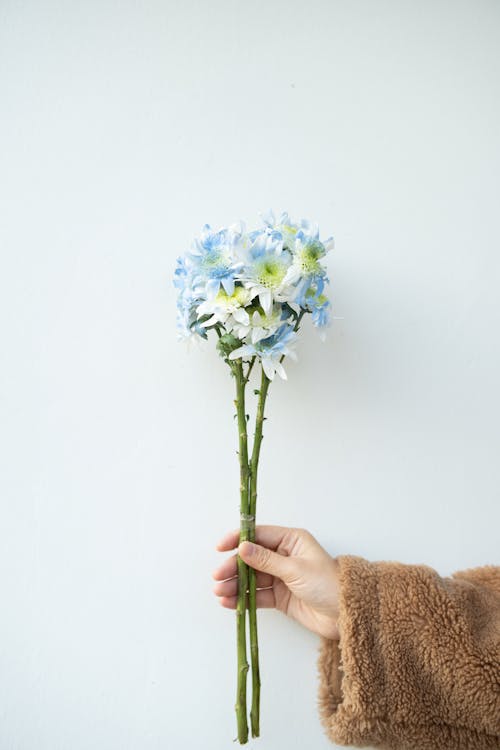 Woman Holding Blue and White Flowers 