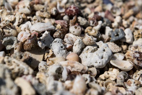 Free stock photo of beach, sand, seashell