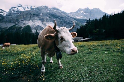 Free White and Brown Cow Near Mountain during Daytime Stock Photo