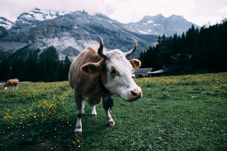 White And Brown Cow Near Mountain During Daytime