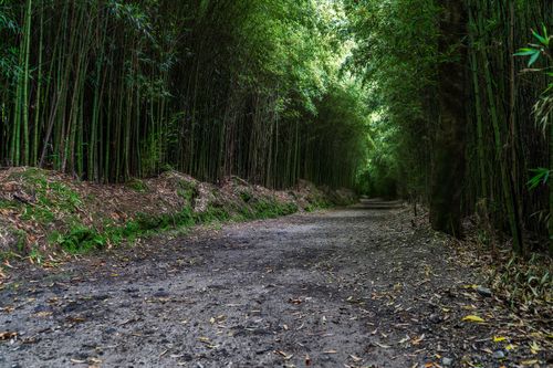Free A tranquil path through a lush bamboo forest, offering a peaceful natural escape. Stock Photo