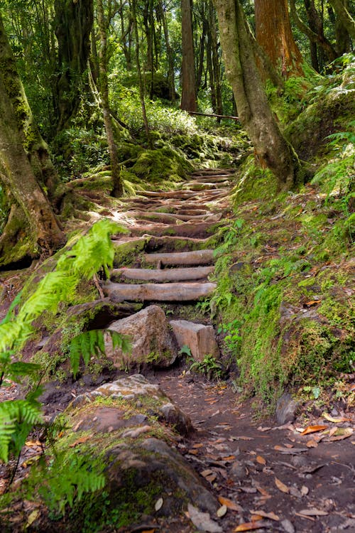 A trail in the woods with steps leading up to a green area