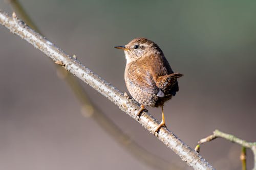 A small brown bird sitting on a branch
