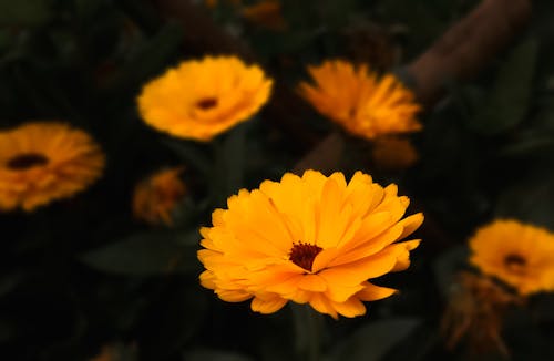 Close-up of Bright Orange Marigold Flowers