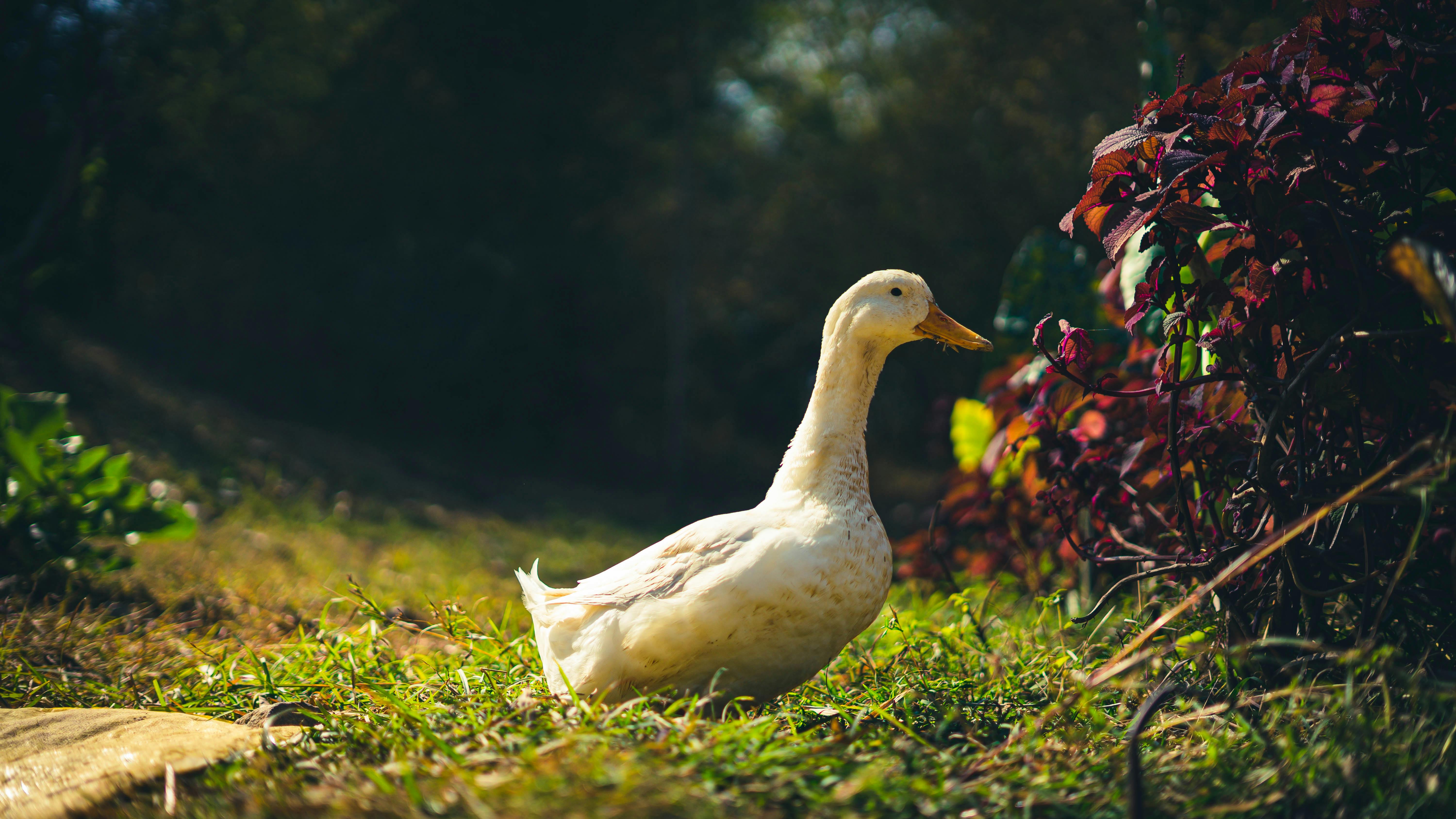 a white duck walking on grass