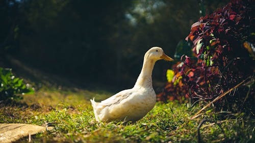 A duck is standing in the grass near some bushes