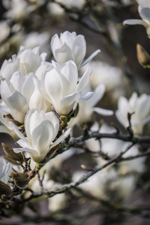 Weiße Magnolien im Frühjahr