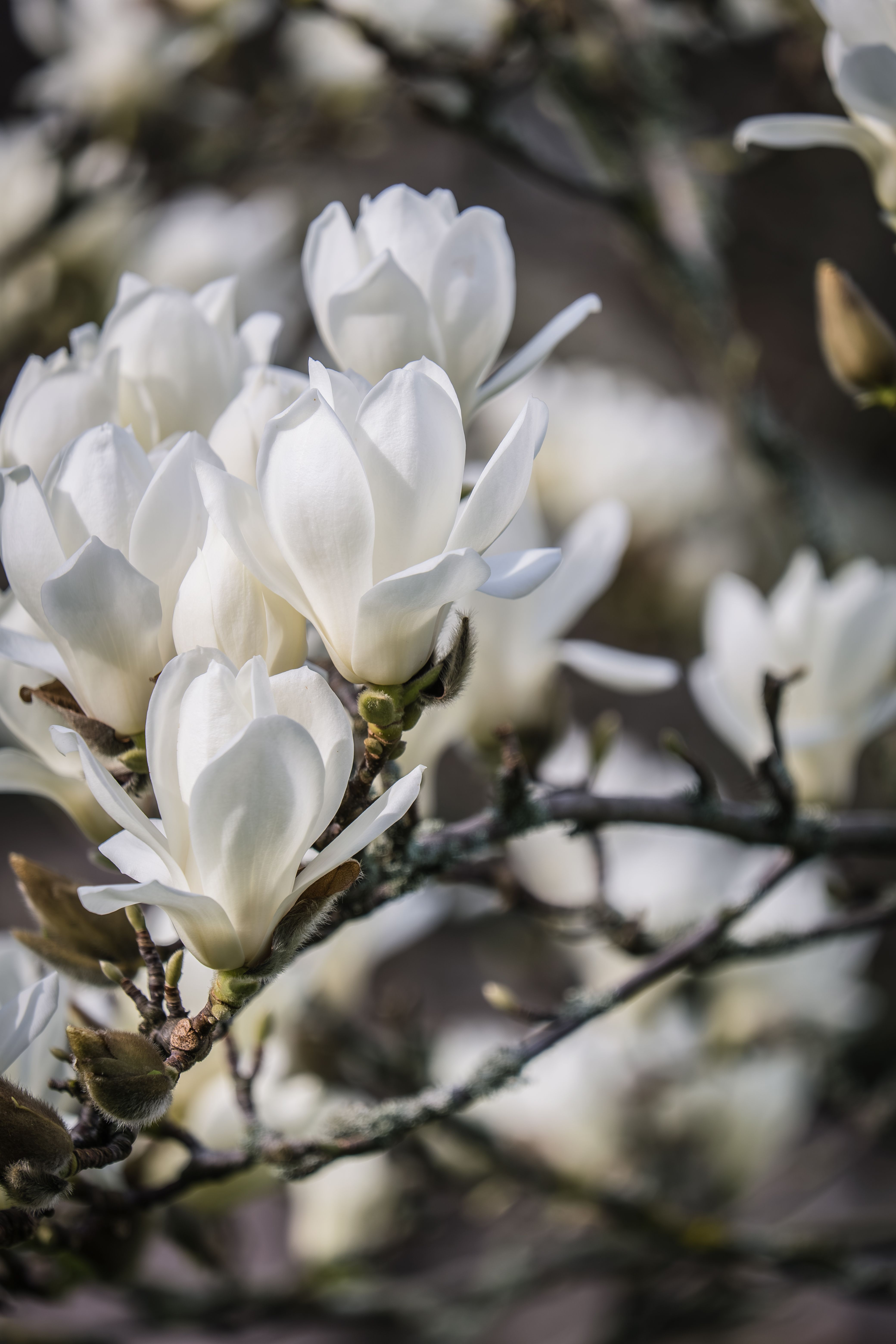 White Flowers on a Branch · Free Stock Photo