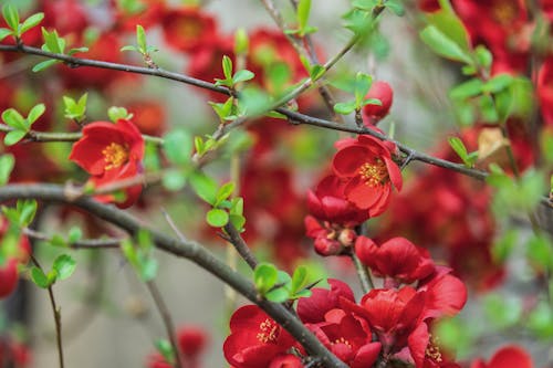 Close-up of Japanese Quince in Bloom