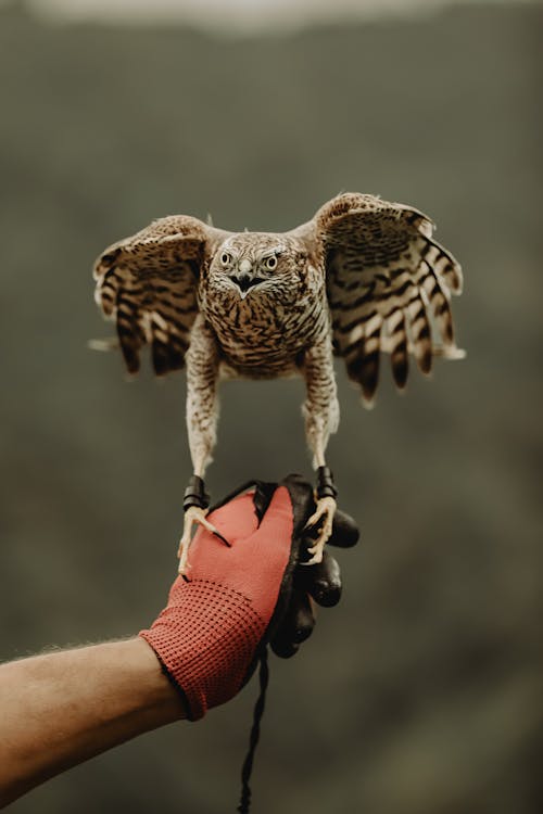 A person holding an owl on their hand