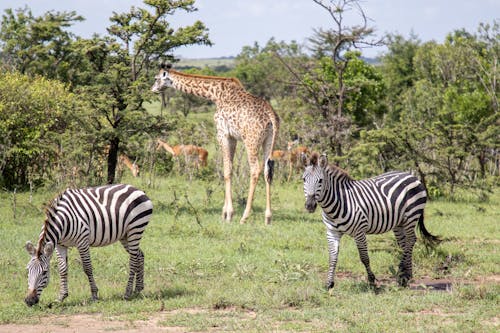View of Zebras and a Giraffe in Safari 