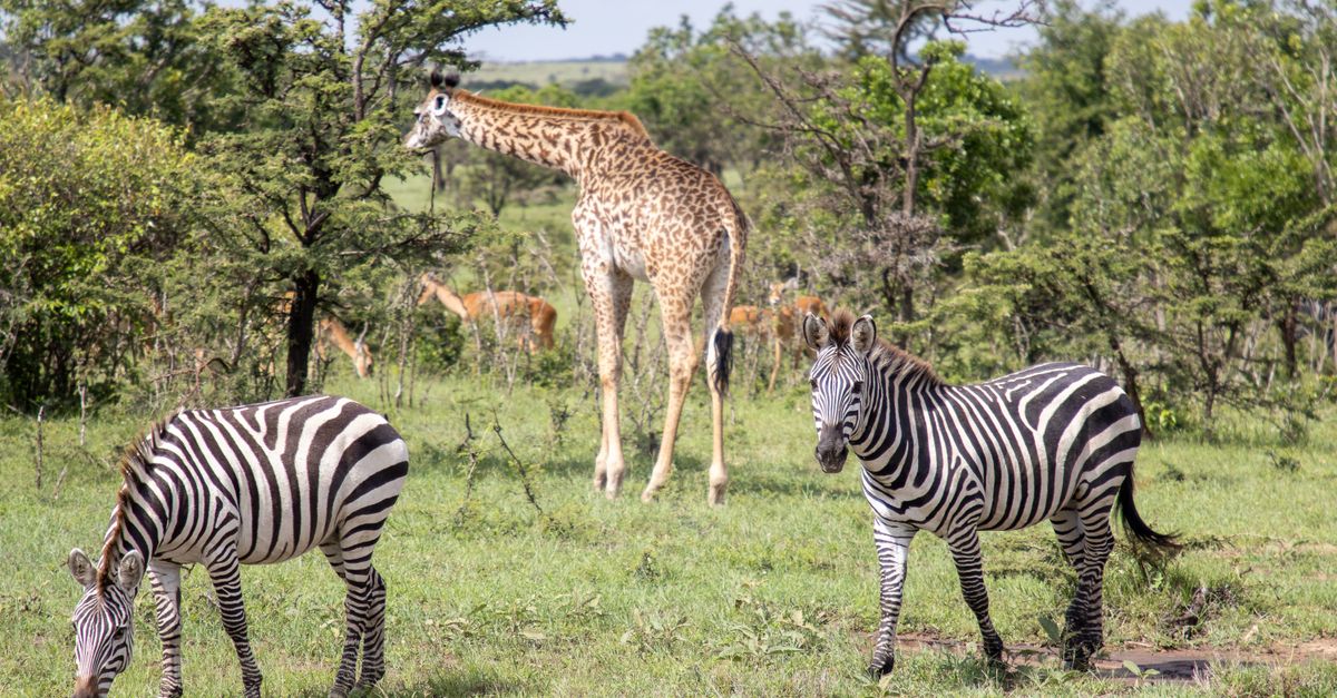 migori