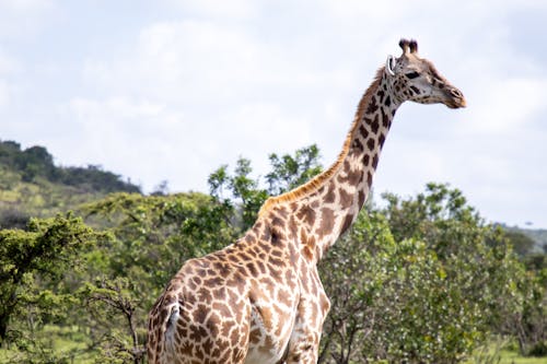 Immagine gratuita di fotografia di animali, fotografia naturalistica, giraffa