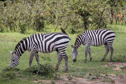 Photo of Zebras on the Grass 