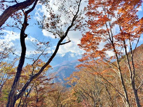 Sonwy mountains and red leaves