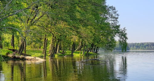 Безкоштовне стокове фото на тему «відображення, вода, дерева»
