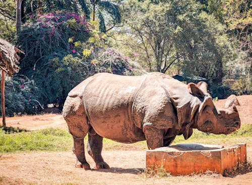 Gratis stockfoto met beest, bomen, dierentuin