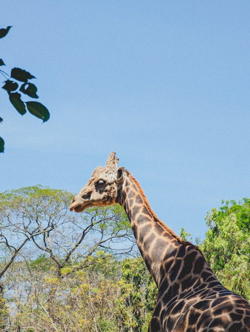 A giraffe is standing in the middle of a field