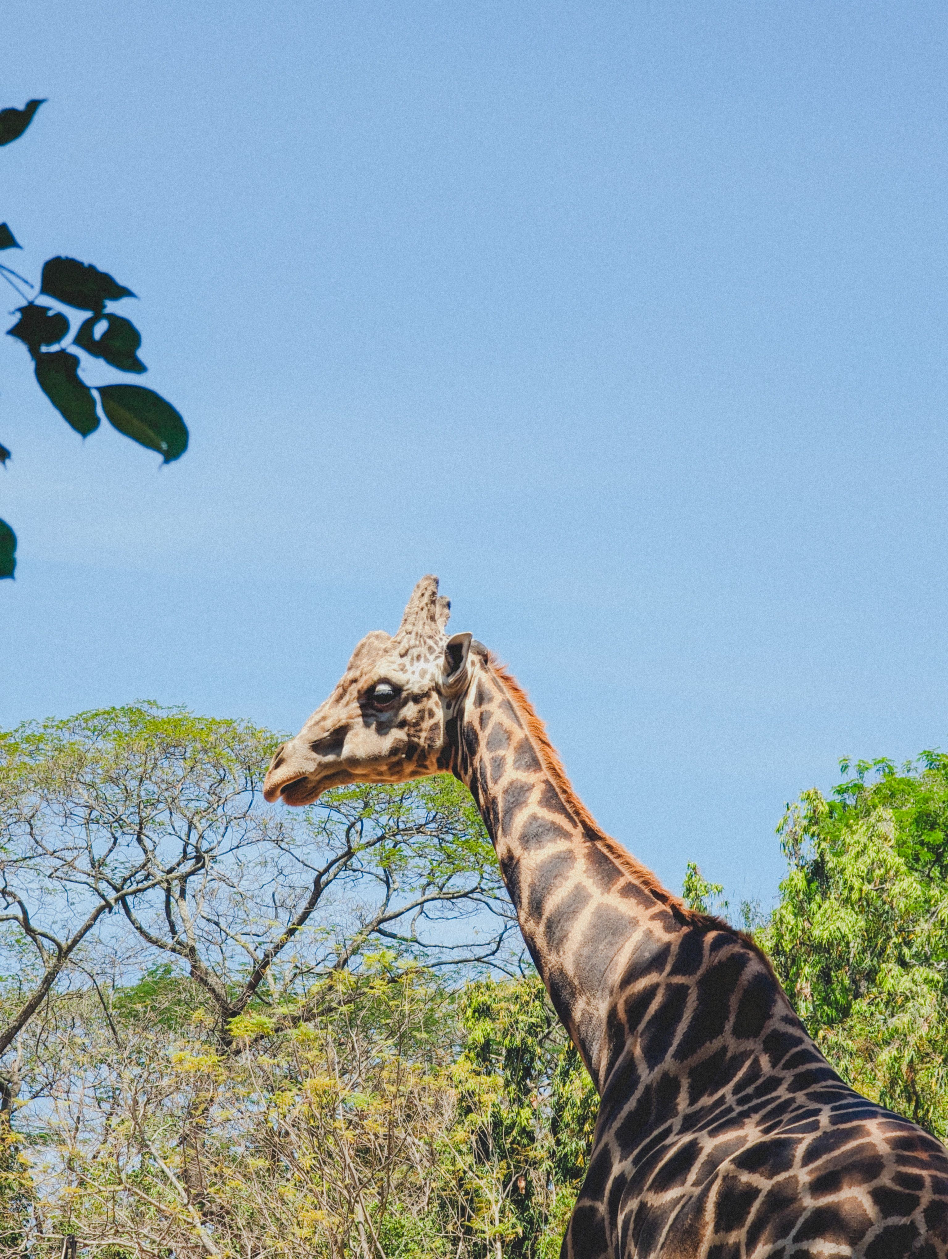 A giraffe is standing in the middle of a field · Free Stock Photo
