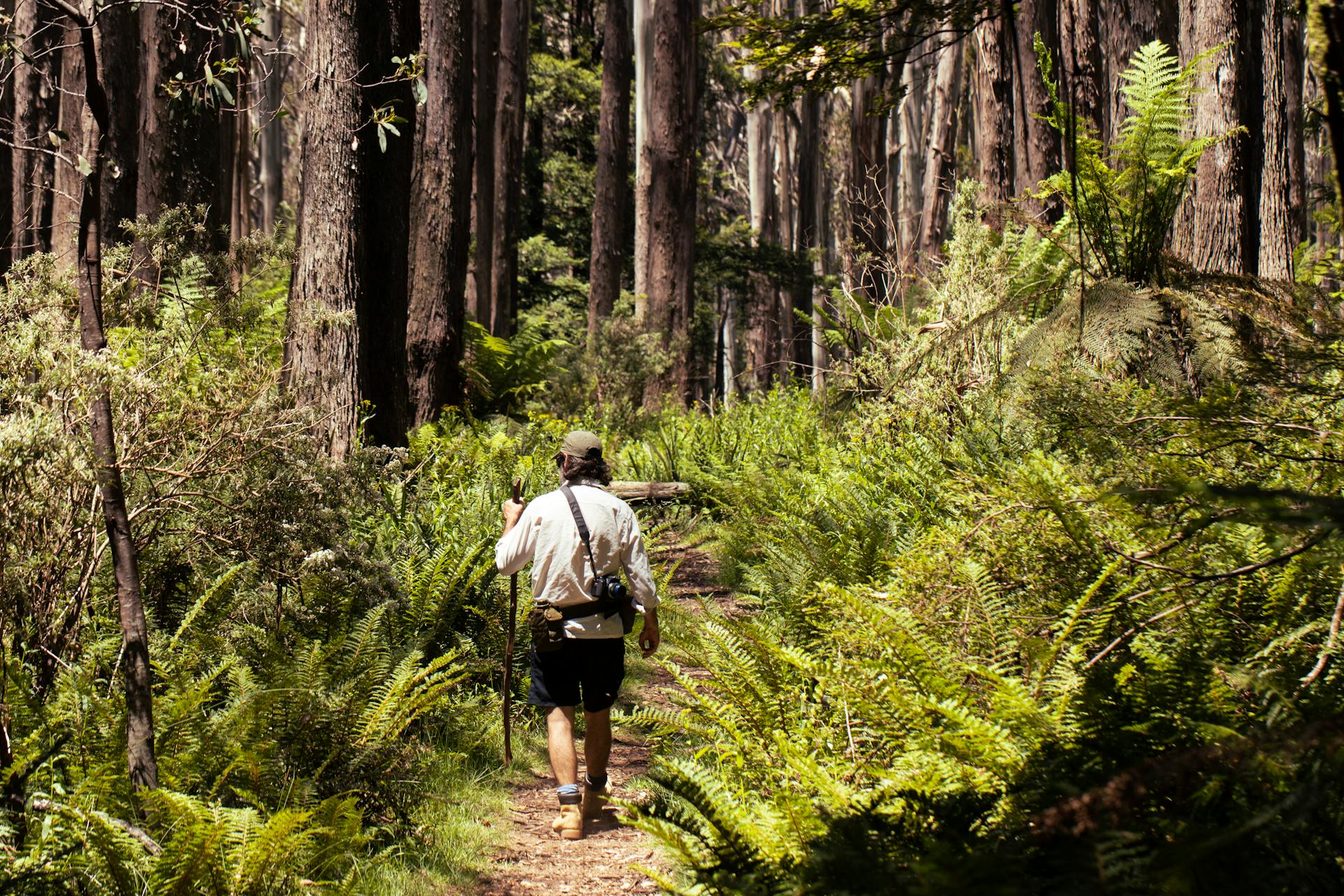 Australische boswandeling