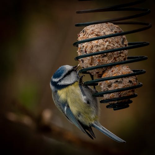 A blue and yellow bird is eating from a bird feeder