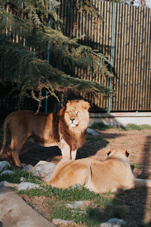 Two lions laying down in the grass next to a fence