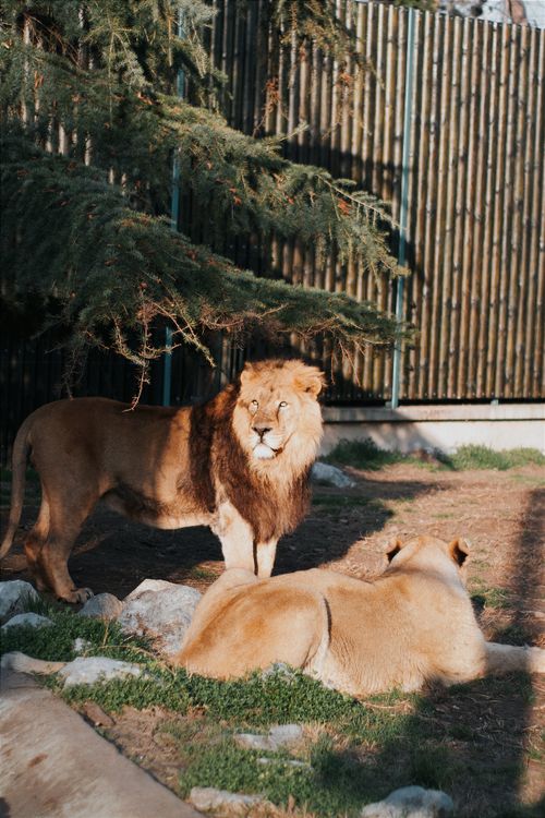 Free Two Asiatic lions resting in a sunlit zoo enclosure in Hungary, showcasing their majestic presence. Stock Photo