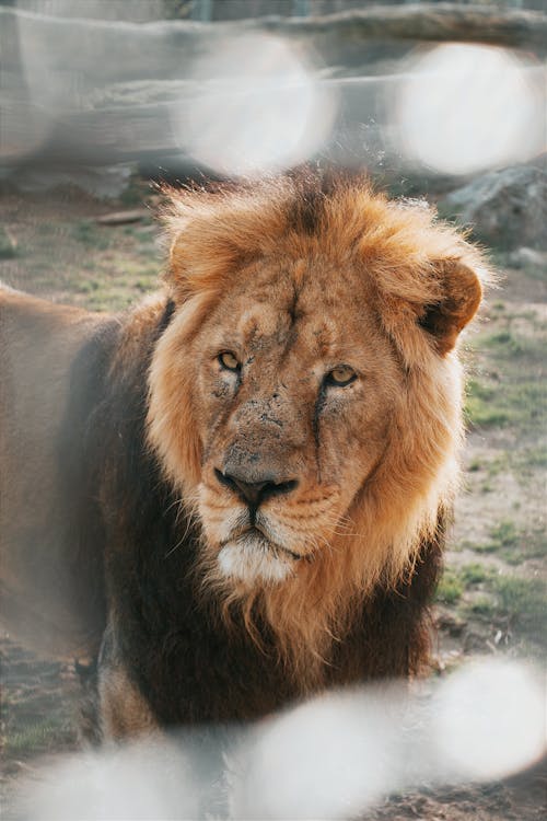 Close-up of a Lion in the Zoo Enclosure