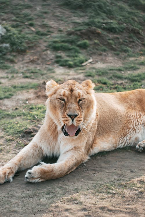 A lion laying down on the ground with its mouth open