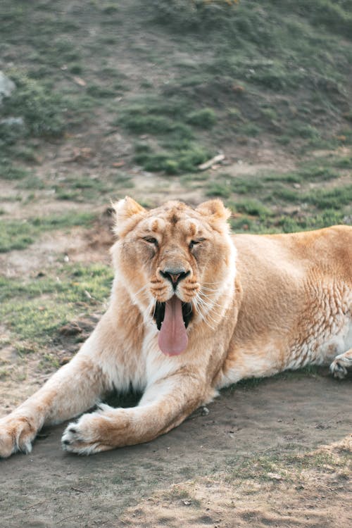 A lion laying down with its tongue out