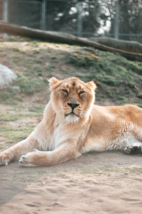 A lion laying down in the dirt